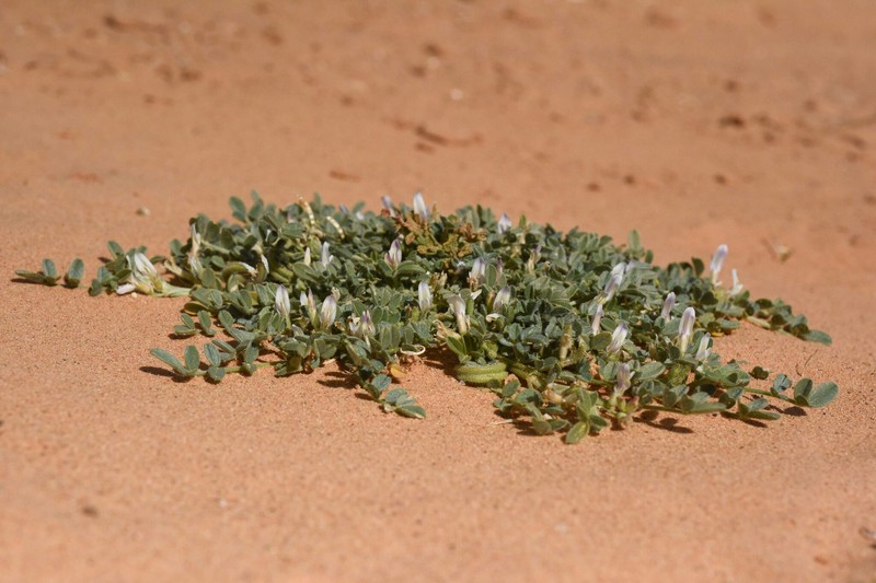 Astragalus arpilobus subsp. hauarensis photo 3