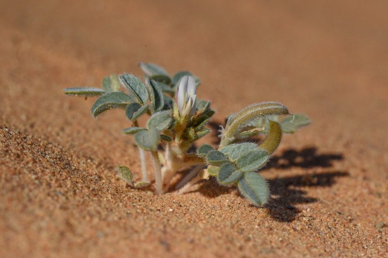 Astragalus arpilobus subsp. hauarensis photo 4