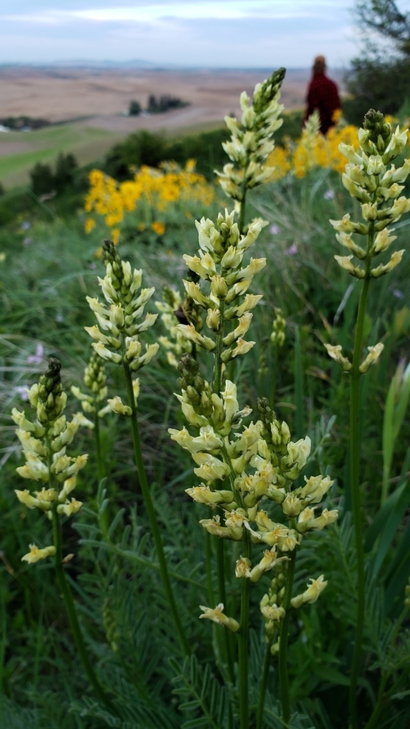 Palouse Milkvetch