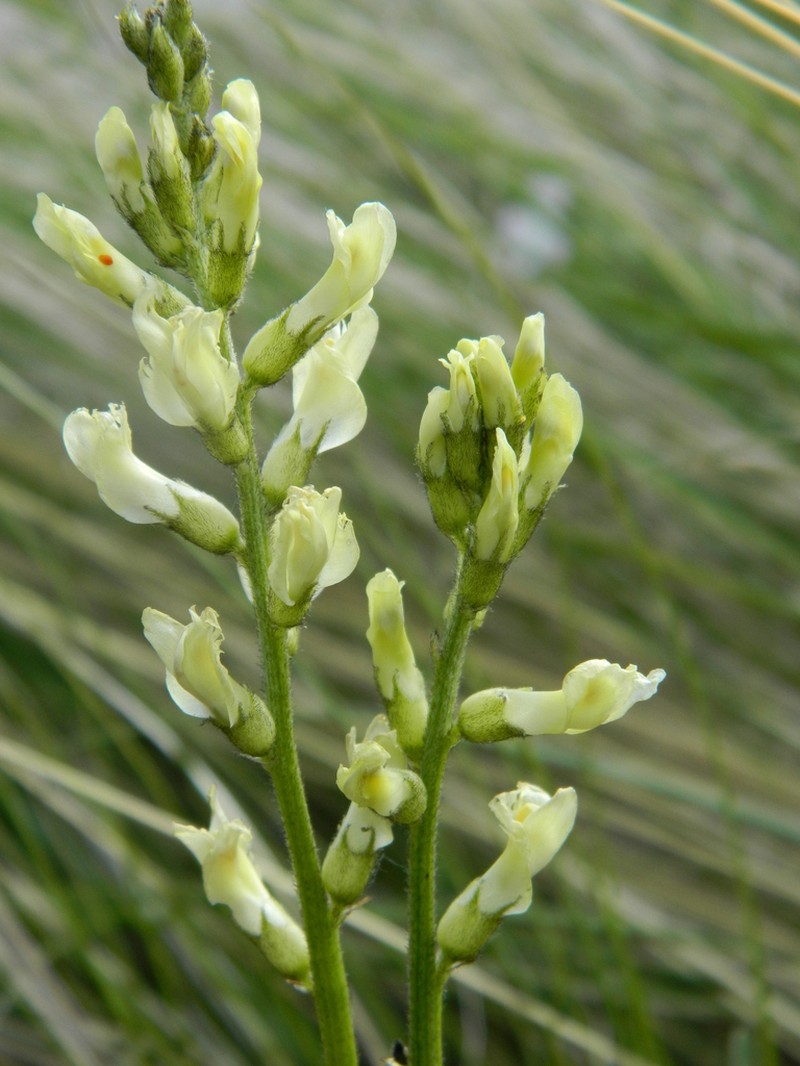 Palouse Milkvetch photo 2