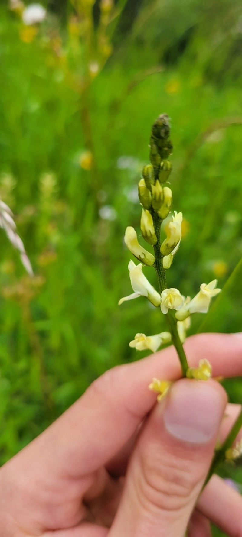 Palouse Milkvetch photo 3