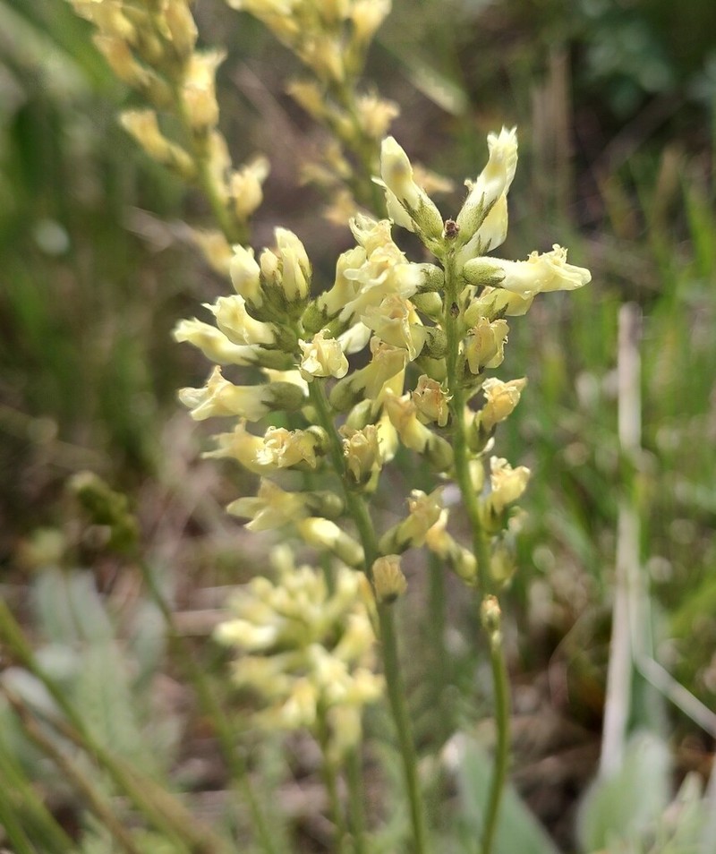 Palouse Milkvetch photo 4