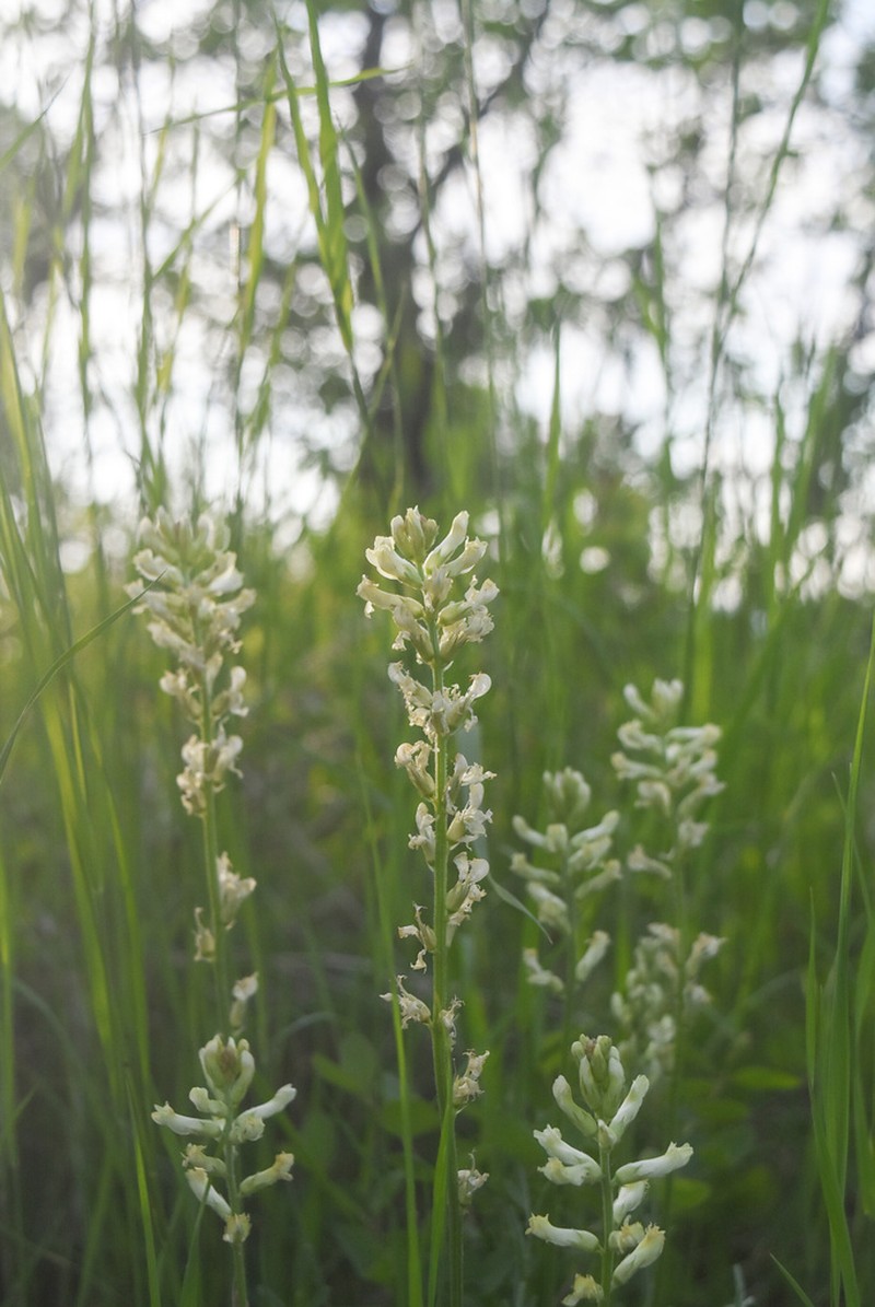 Palouse Milkvetch photo 5