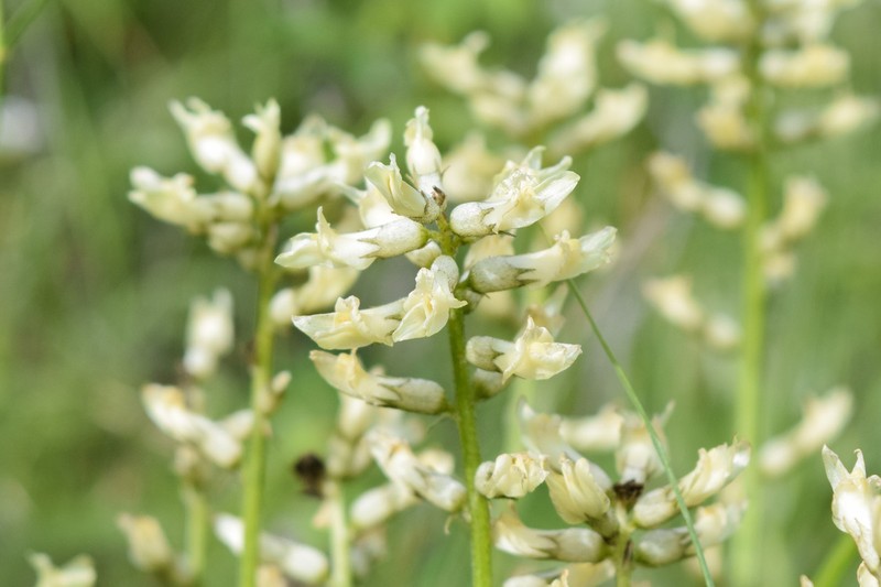 Palouse Milkvetch photo 6