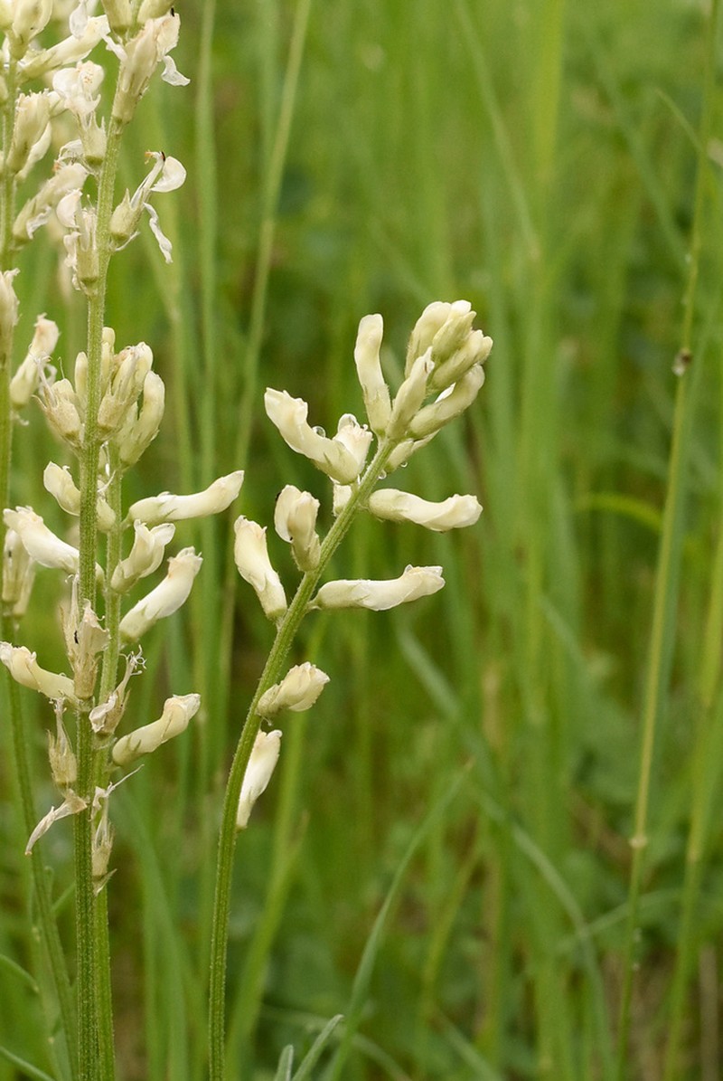 Palouse Milkvetch photo 7