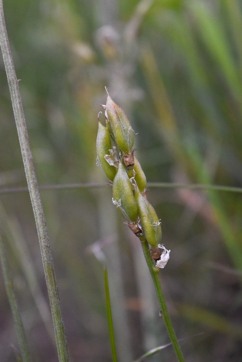 Palouse Milkvetch photo 8