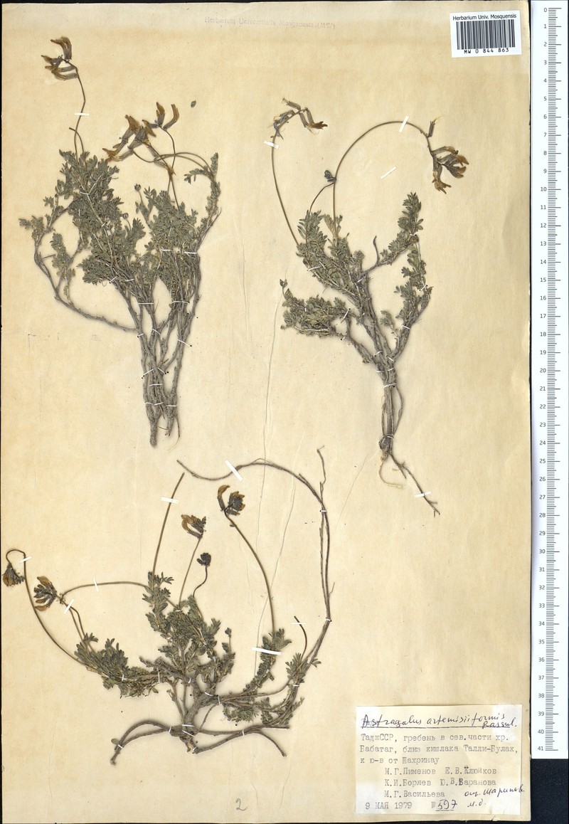 Astragalus artemisiiformis