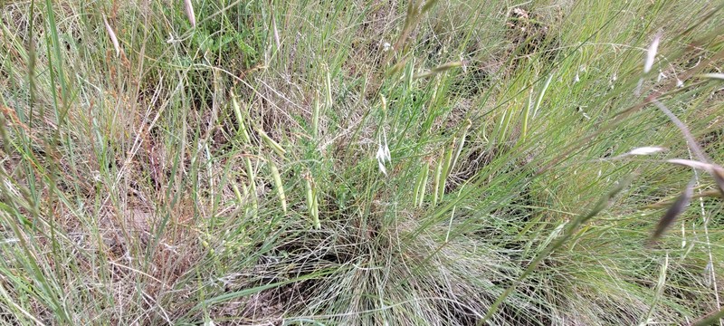 Astragalus arthuri