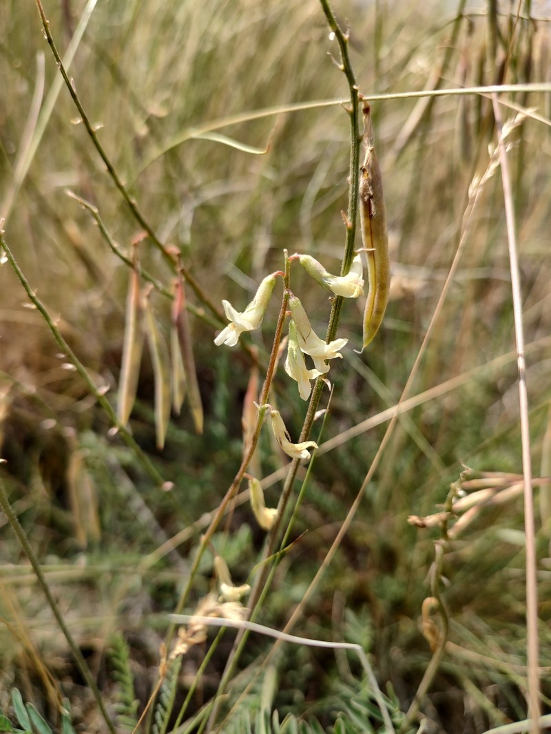 Astragalus arthuri photo 2