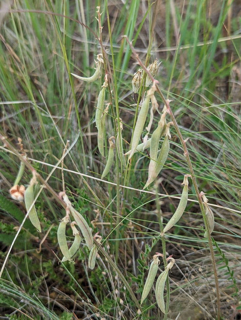 Astragalus arthuri photo 3