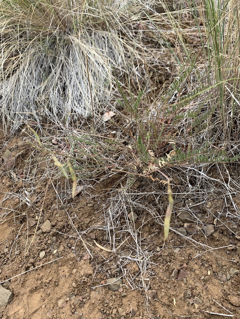 Astragalus arthuri photo 4