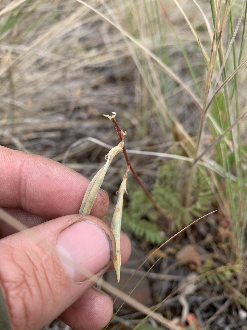 Astragalus arthuri photo 5