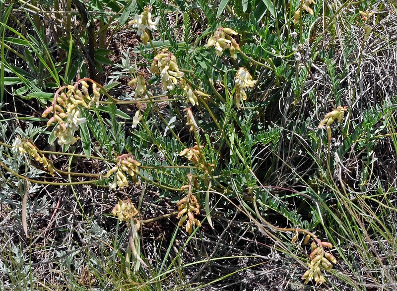 Astragalus arthuri photo 6