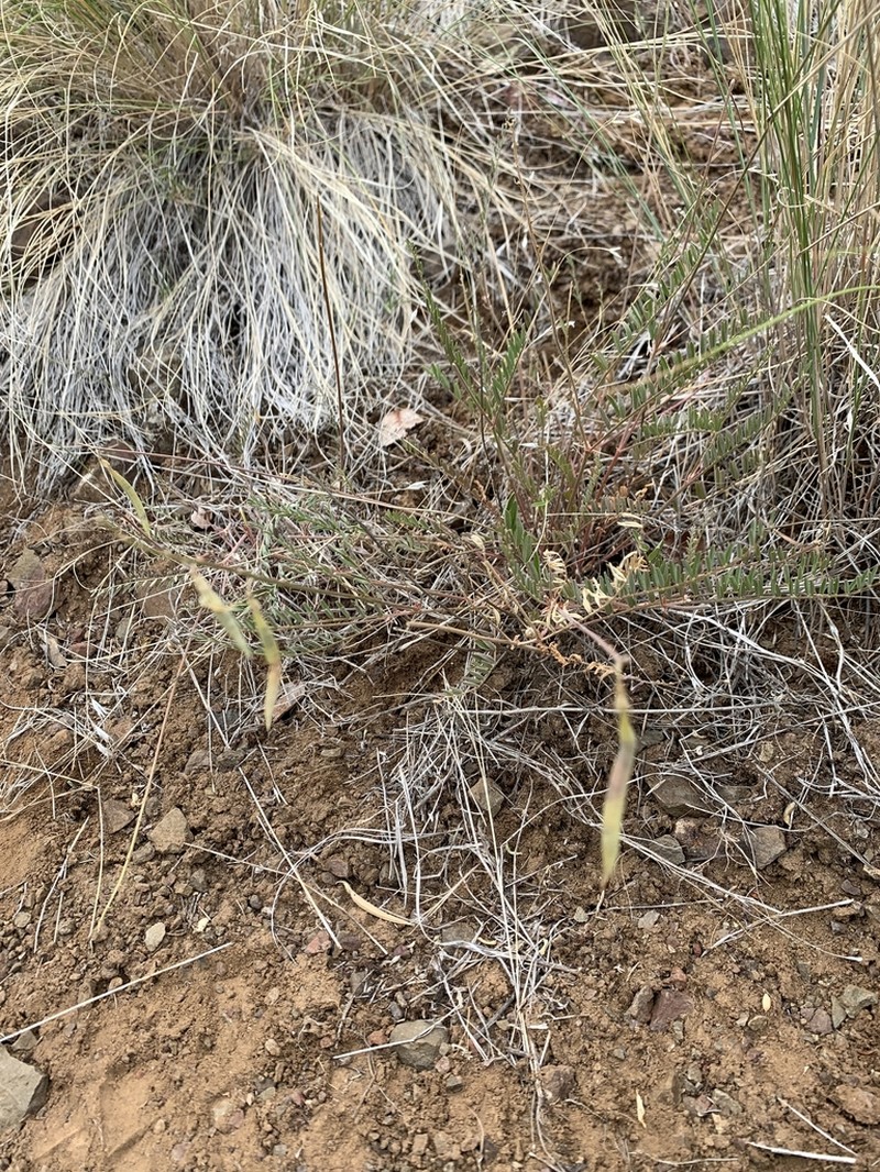 Waha Milkvetch photo 3