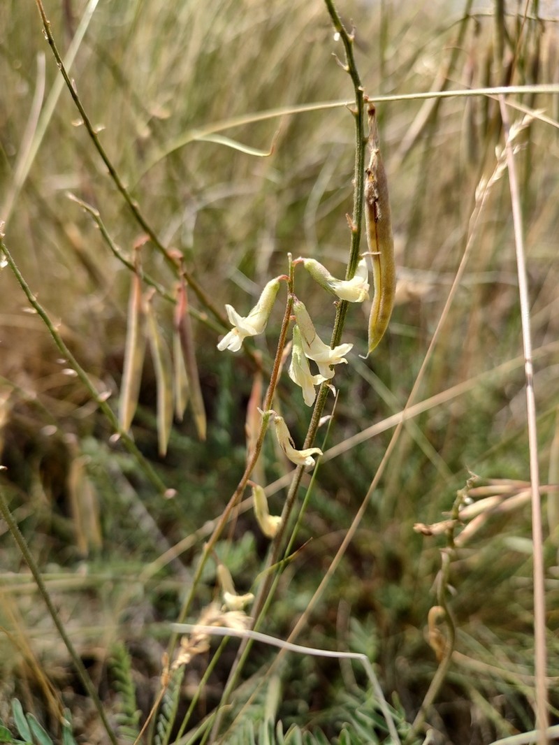 Waha Milkvetch photo 4