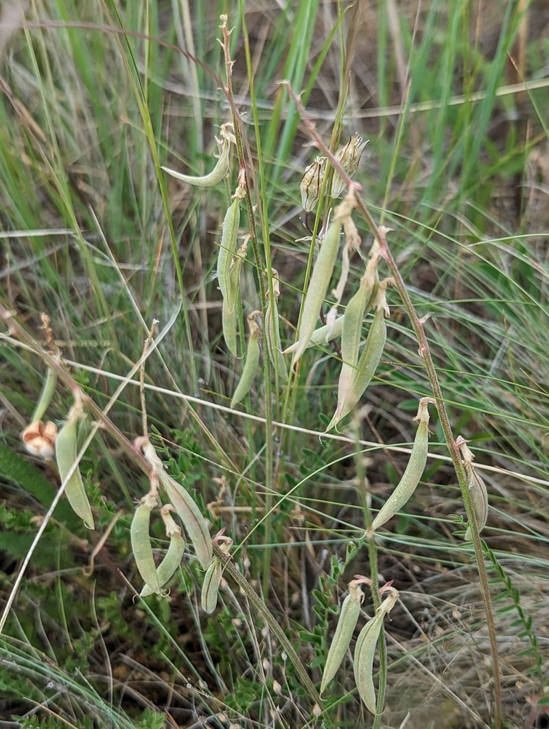 Waha Milkvetch photo 5