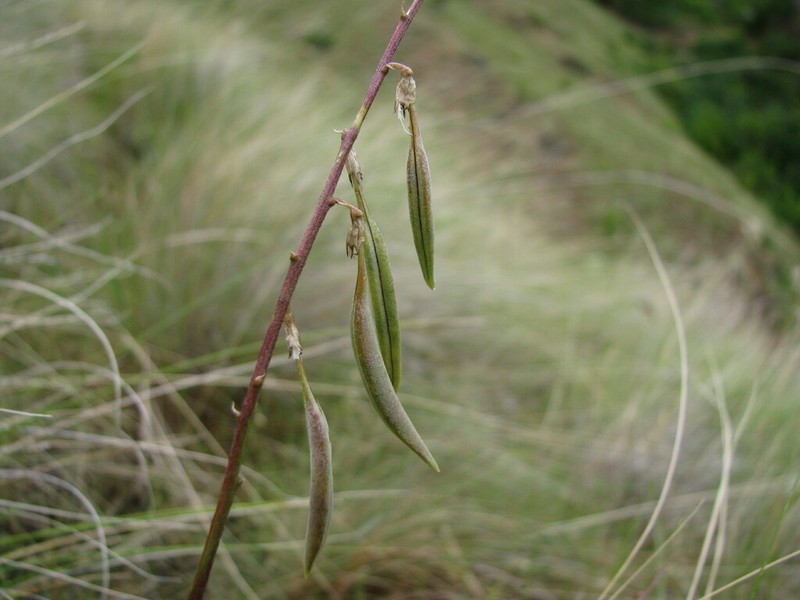 Waha Milkvetch photo 7