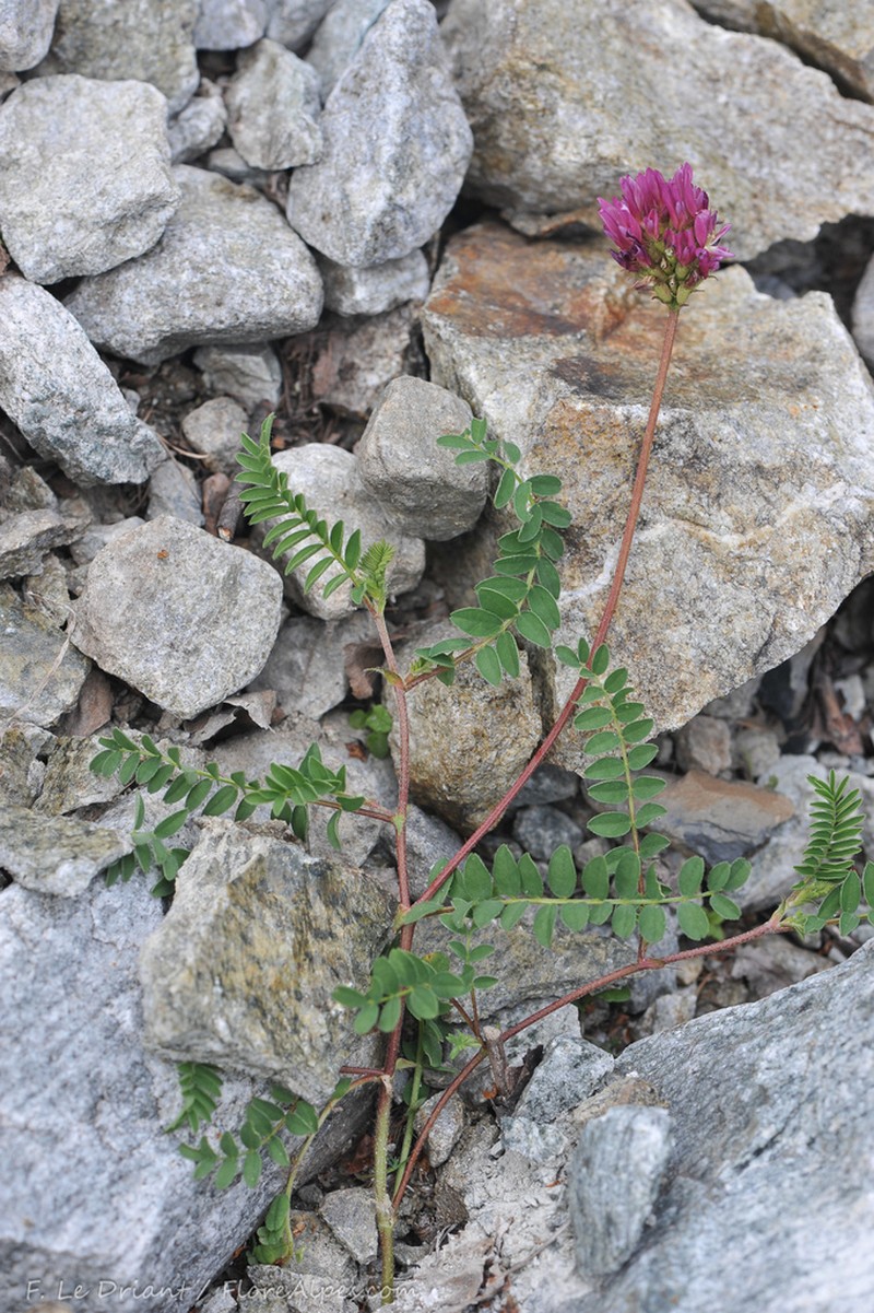 Astragalus arvetii