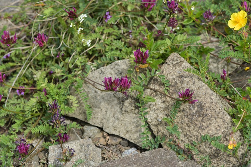 Astragalus arvetii photo 2