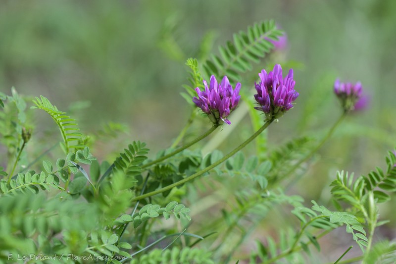 Astragalus arvetii photo 4