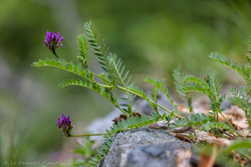 Astragalus arvetii photo 5
