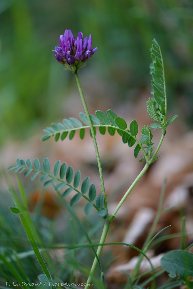 Astragalus arvetii photo 6