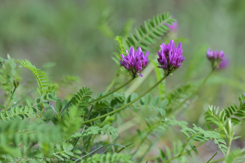 Astragalus arvetii photo 8