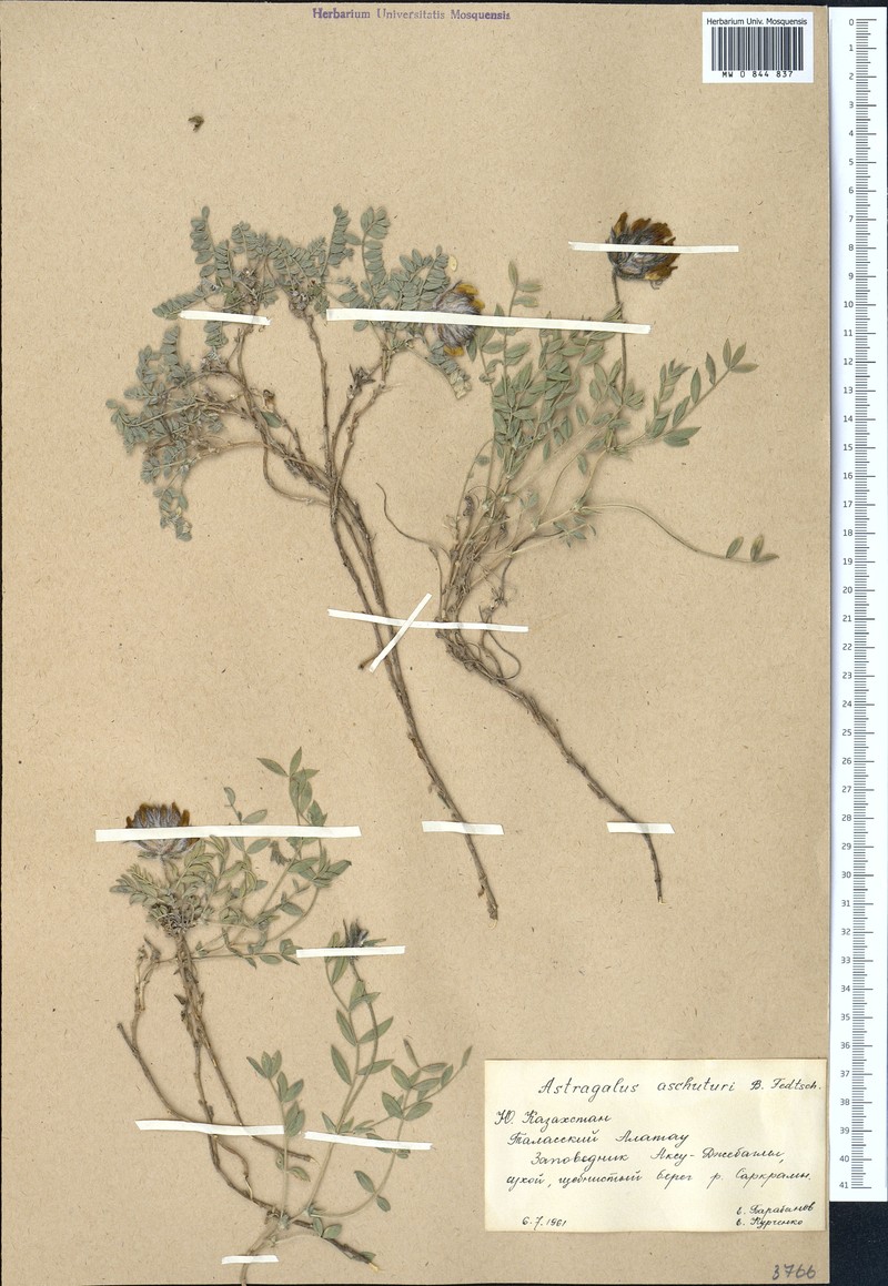 Astragalus aschuturi
