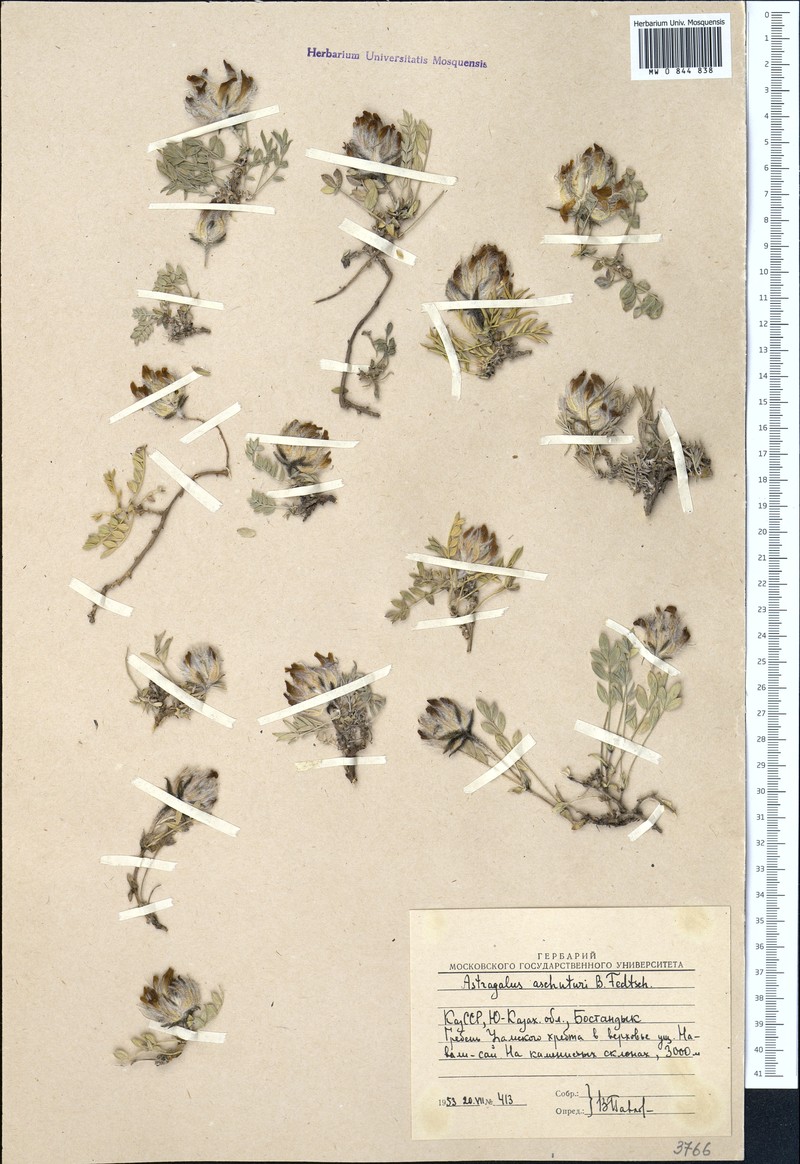 Astragalus aschuturi photo 2