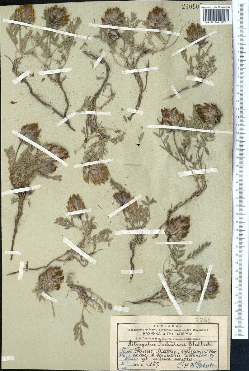Astragalus aschuturi photo 3
