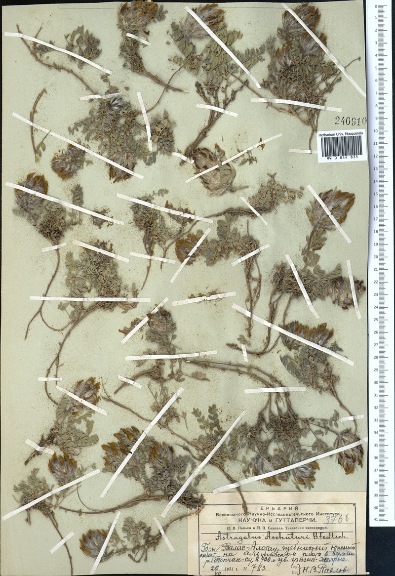 Astragalus aschuturi photo 4