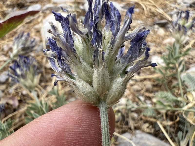 Astragalus asciocalyx