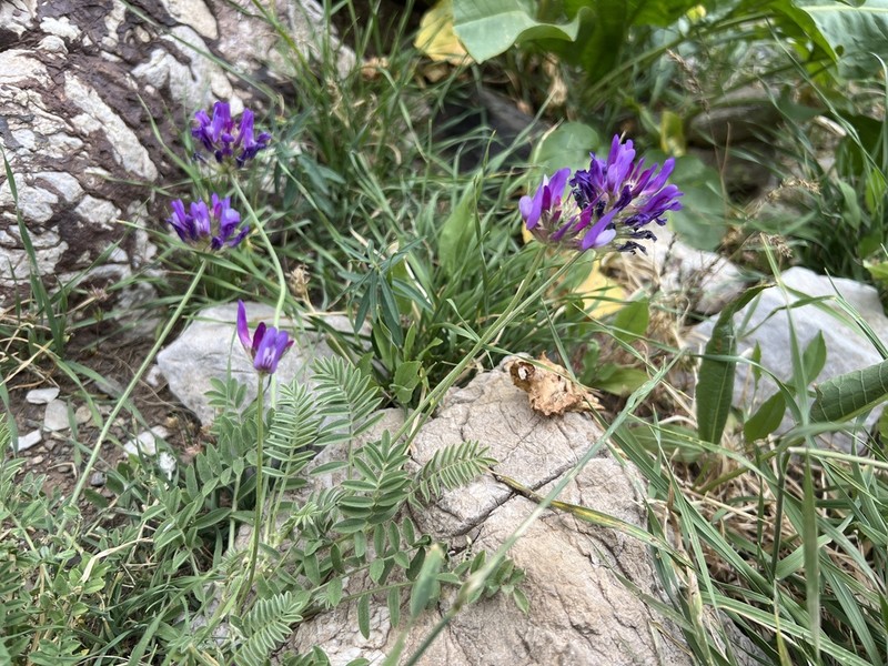 Astragalus asciocalyx photo 2