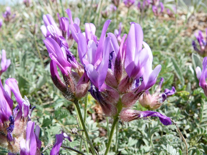 Astragalus asciocalyx photo 3