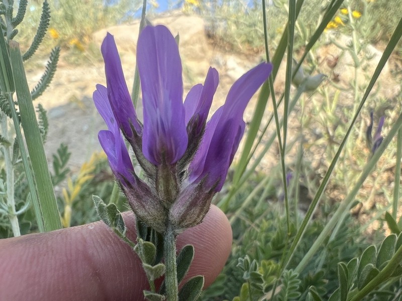 Astragalus asciocalyx photo 4