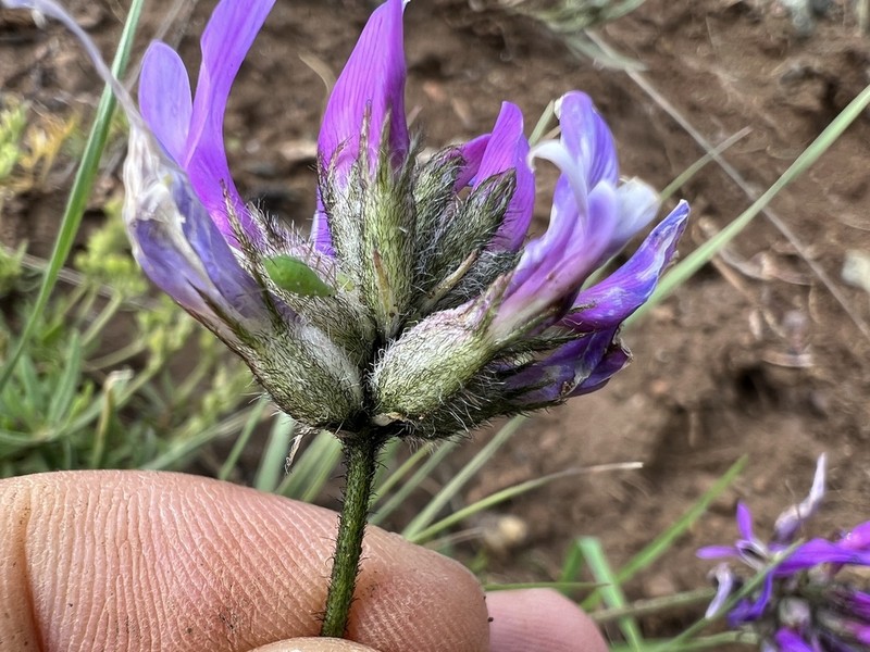 Astragalus asciocalyx photo 5