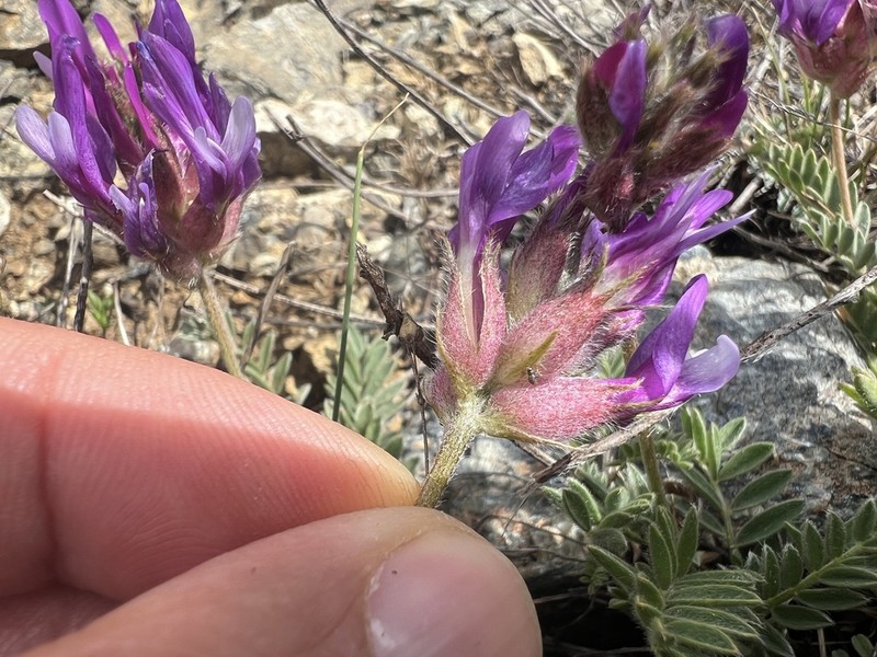 Astragalus asciocalyx photo 6