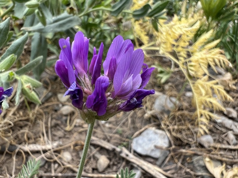 Astragalus asciocalyx photo 8