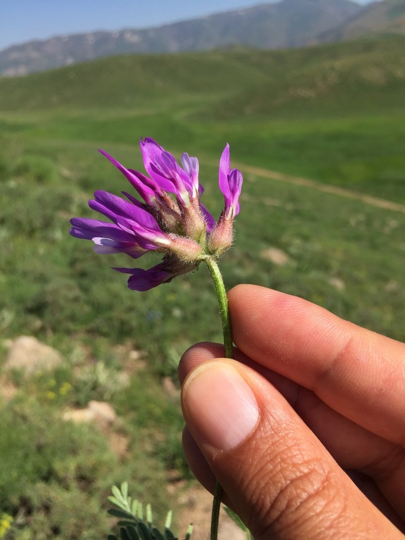 Astragalus asciocalyx photo 2
