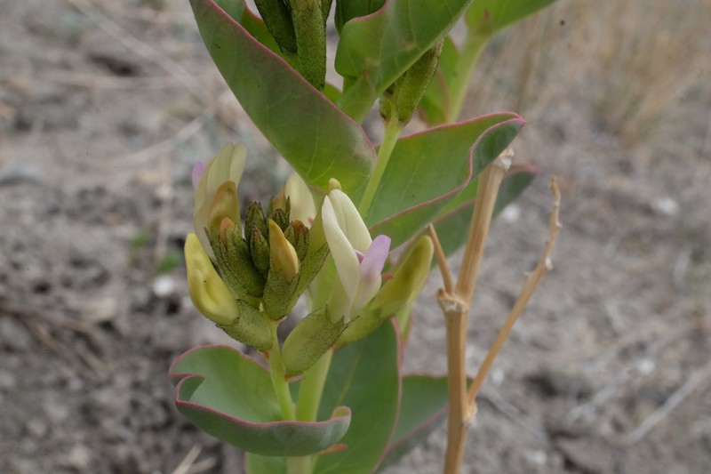Milkweed Milkvetch
