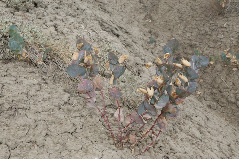 Milkweed Milkvetch photo 2