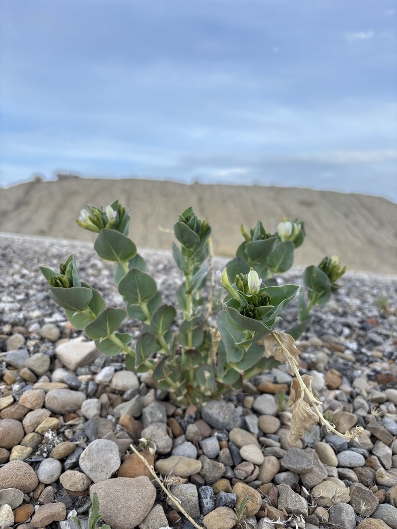 Milkweed Milkvetch photo 3