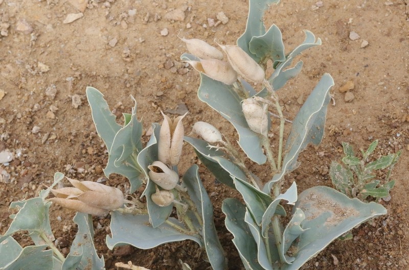 Milkweed Milkvetch photo 4