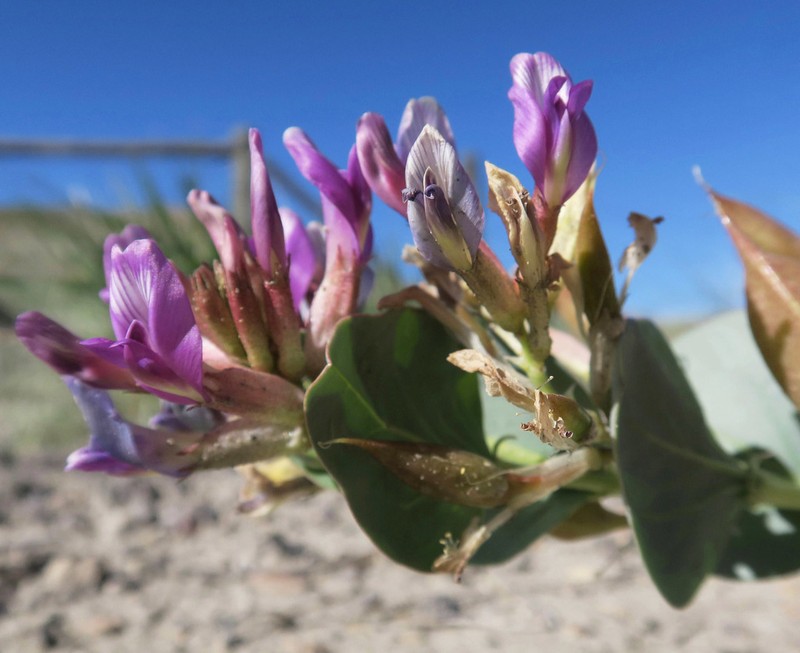 Milkweed Milkvetch photo 5