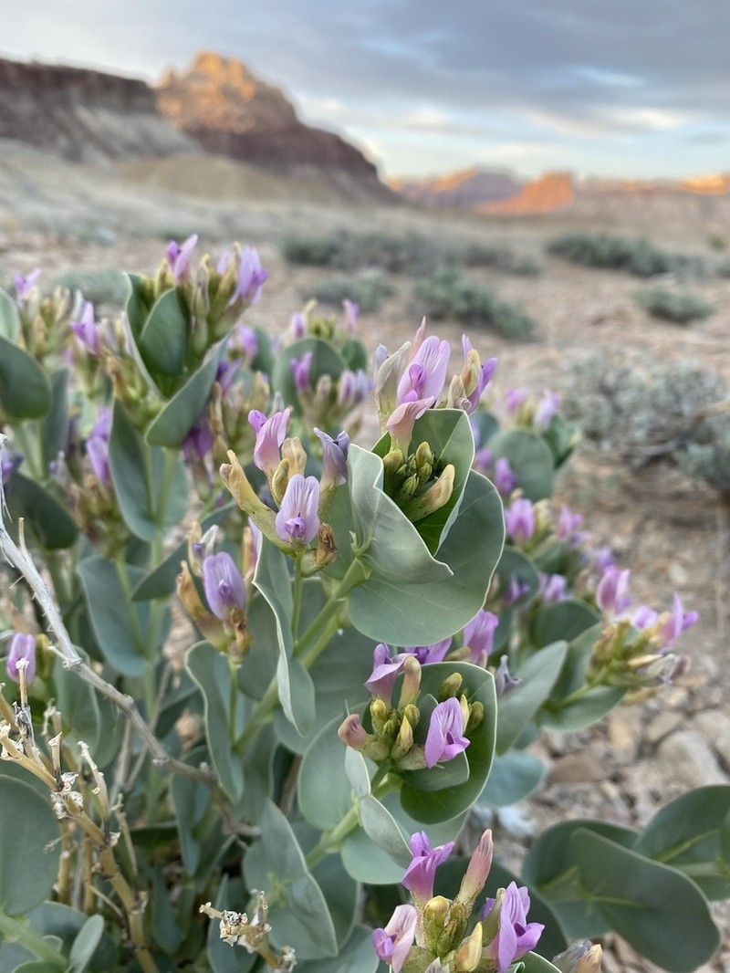 Milkweed Milkvetch photo 6