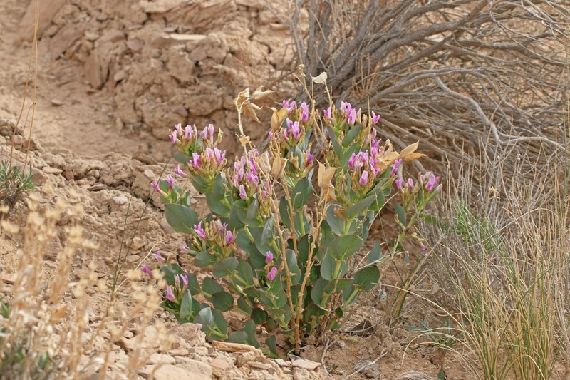 Milkweed Milkvetch photo 7