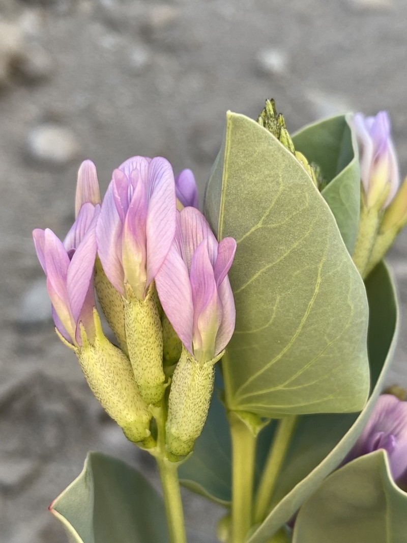 Milkweed Milkvetch photo 8