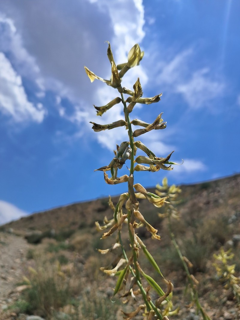 Astragalus askius