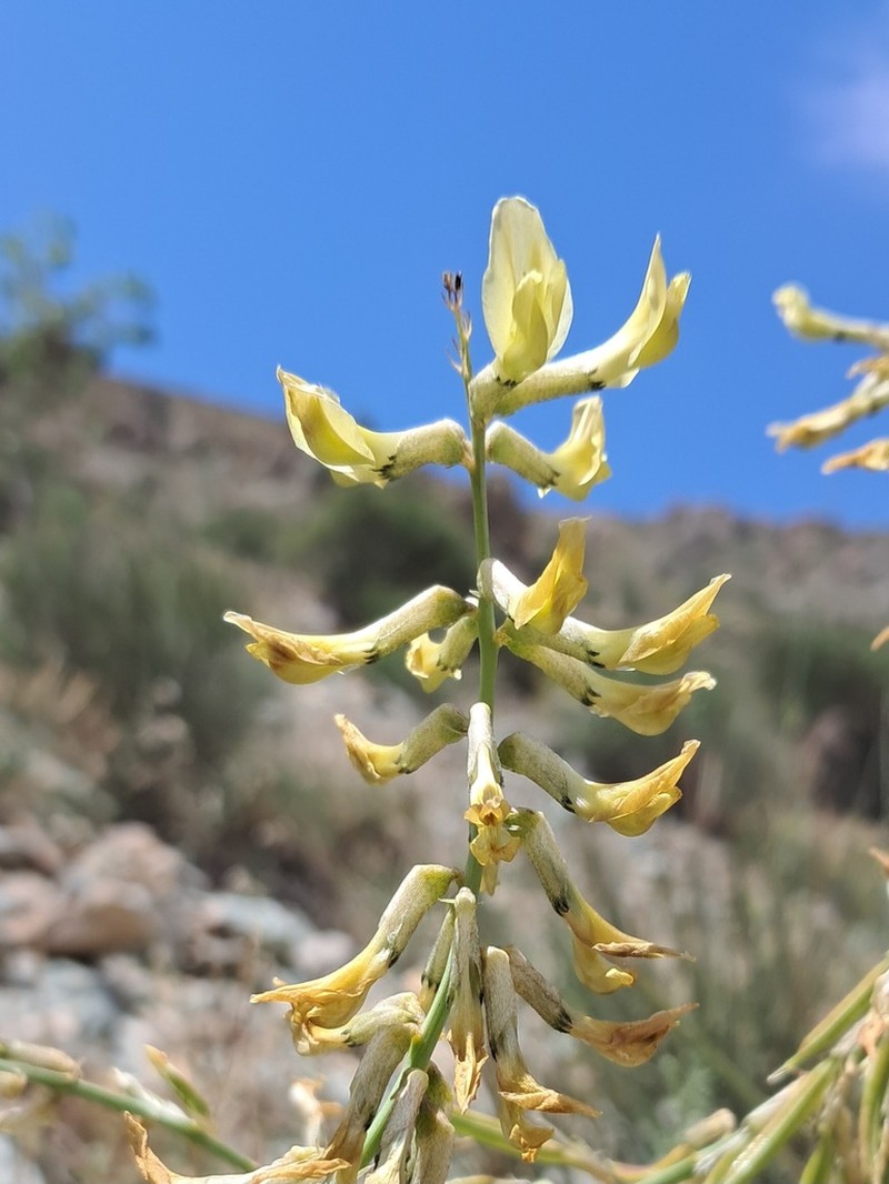 Astragalus askius photo 3