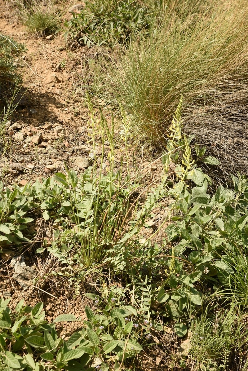 Astragalus askius photo 5